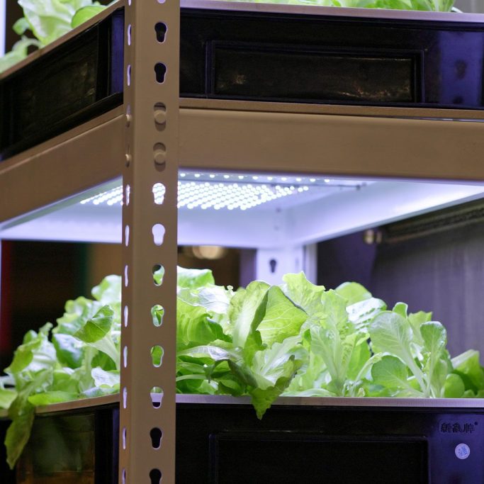 Regal mit beleuchtetem Anbau von frischem Salat in vertikaler Landwirtschaft.