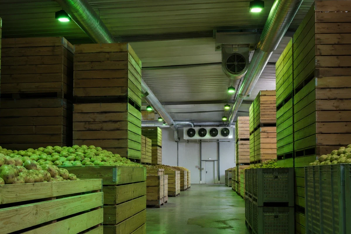 Grünes LED-Licht für Kartoffellager mit Boxenlager, Lagertechnik und landwirtschaftlicher Nutzung Grüne LED-Leuchten über Kartoffelboxen in einem landwirtschaftlichen Kartoffellager